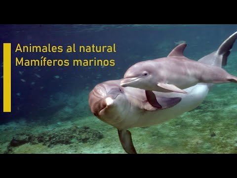 Animales al Natural - Mamíferos marinos