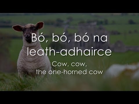 Bó na leath-adhairce - LYRICS + Translation