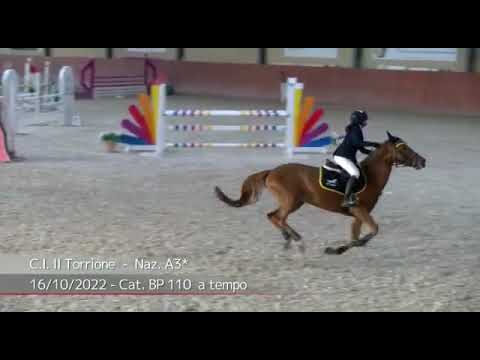 Pony PSF da salto del 2012