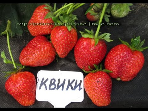 Квики - ранний сладкий сорт клубники . Питомник "Ягодный сад" г. Витебск РБ