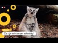 Schattig: Veel jonkies geboren in dierentuinen