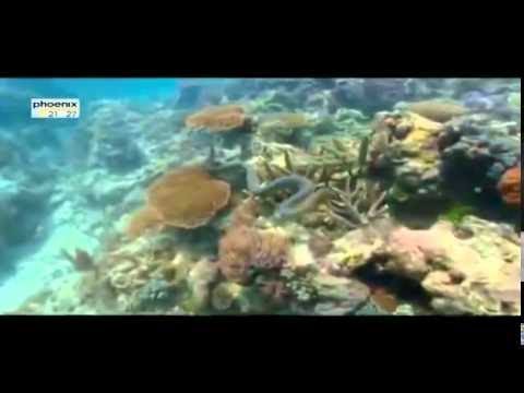 Geniale Gifte - Tödliche Waffen der Tiere - Doku