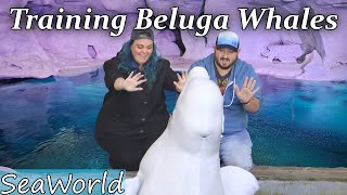 Whale of a Time: Feeding Beluga Whales at SeaWorld
