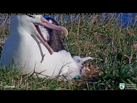 Royal Albatross Yawn In Unison During Brooding – Feb. 16 ,2021