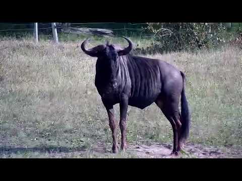 Djuma: Wildebeest bull - 08:45 - 05/13/2022