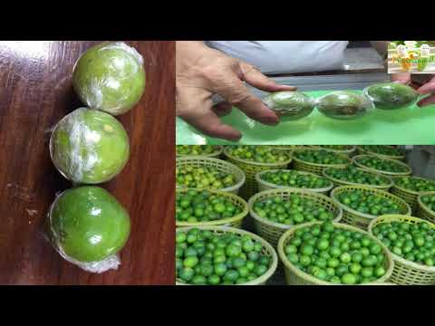 สาเหตุโรคสะเก็ดเงิน ค่าธรรมเนียมสำหรับโรคสะเก็ดเงิน