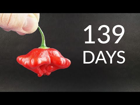 Growing JAMAICAN BELL PEPPER Time-lapse
