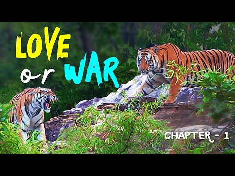 EP 2.1 - Tigers Fighting at Bandhavgarh Tiger Reserve - 4K Video