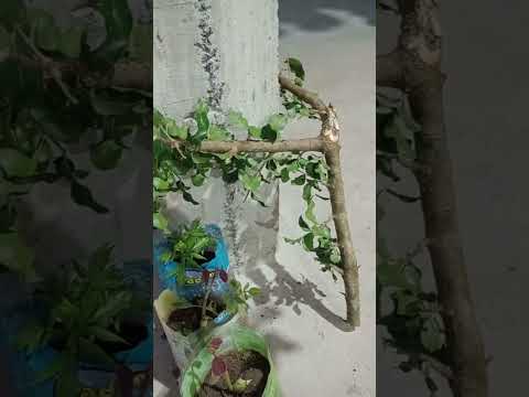 ####ITACARÉ####BOM DE MAS#