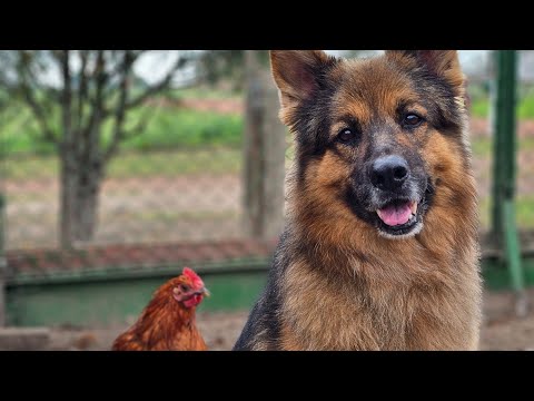 STASIU KOCHA ARESA (wyczyścił mu ogon i plecy)
