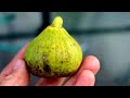 The Best Tasting Fig Varieties | Their History & Reasoning