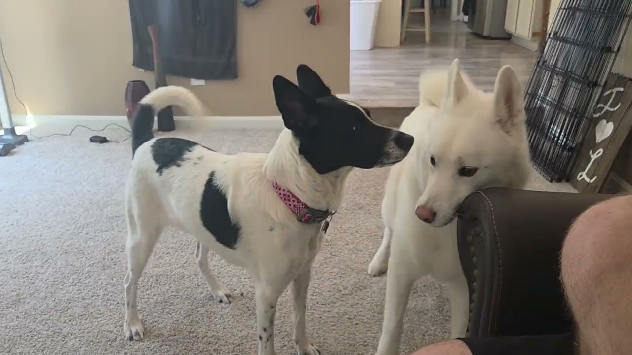 Paisley (ID 51225/1369), an adoptable mixed breed in Manassas, VA video 2/2