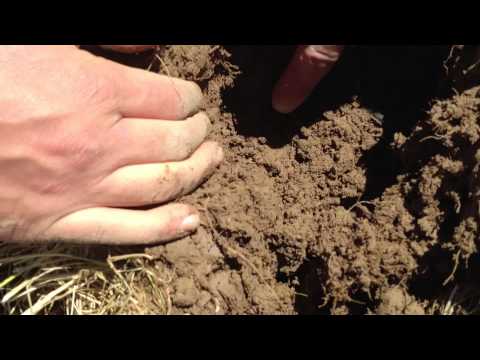 Claydon Drilling into a Grass Lay in Denmark