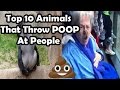 Top 10 animals throwing poop at people (MONKEY THROWS POOP AT GRANDMA) poo throwing monkeys