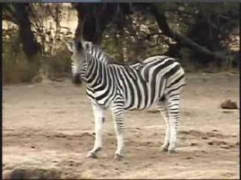 Zebra - Animals Town Zebra - Animals Town