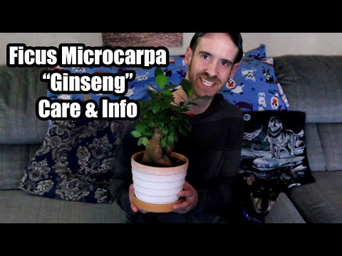 , title : 'Ficus Microcarpa "Ginseng" Care & Info'