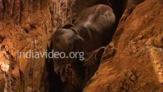 Elephant rescued from well  