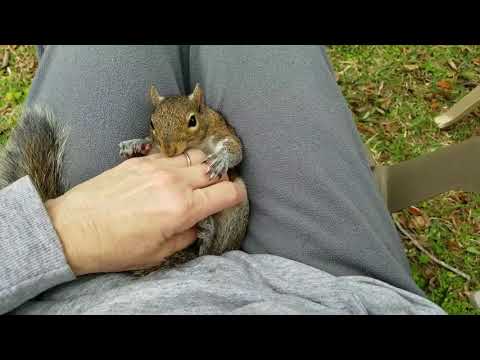 This Adorable Squirrel Sure Loves Cuddles!