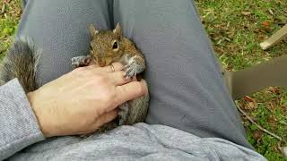 Cutest squirrel doesn't want his massage to stop