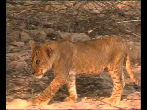 Luangwa Kakuli Lions.wmv