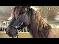 Horses