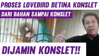 Download lagu Proses LOVEBIRD BETINA KONSLET Dari bahan sampai KONSLET !! mp3