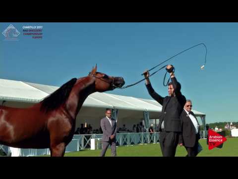 N.70 TRESOR ANGELINO - Chantilly 2017 European Breeders'Championship - 3 Years Old Colts (Class 7)