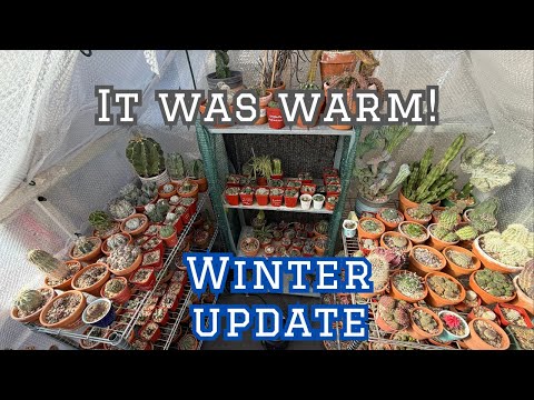 Cactus Collection Winter Update