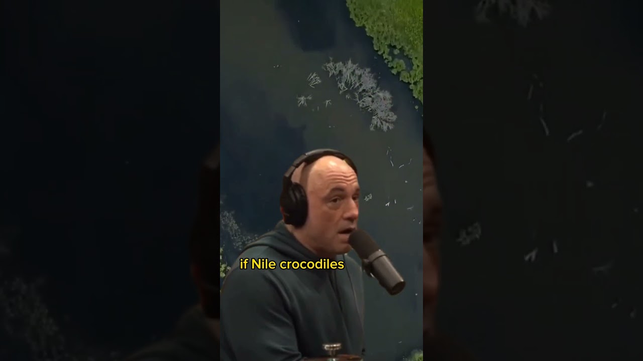 Pythons are Eating Alligators in the Everglades  #joerogan #pythons #snakes #aligators  #shorts