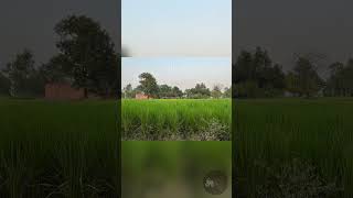 Download lagu Progress of a Rice Crop from Planting to Harvest... mp3