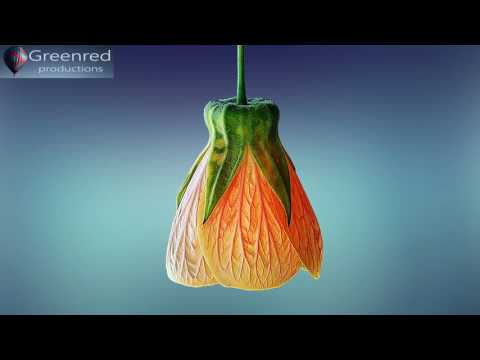 432Hz Miracle Tone - Raise Positive Vibrations, Positive Energy Music, Healing Frequency 432hz