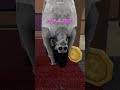 I Got Jumpscared In Mm2 Roblox Mm2 Funny