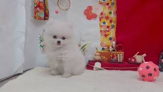 ポメラニアンの動画01