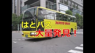 はとバスのバス停がある東京で撮ったはとバス写真！