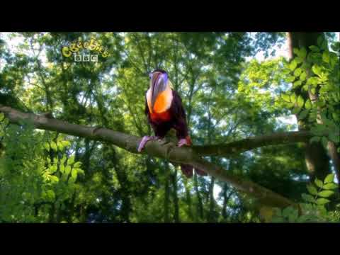 In the Night Garden - Toucan Song (2007)