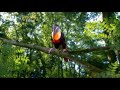 In The Night Garden Toucan Song 2007