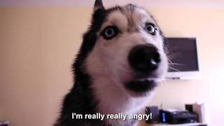 Mishka is Really Really Angry - SUBTITLED