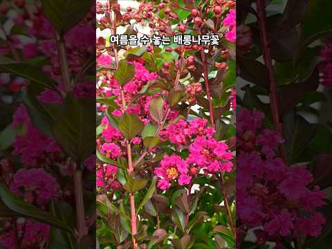 #바람에춤추는배롱나무꽃 #무효#신웅#중년감성뮤비