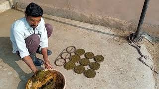 cow dung cakes making at farm