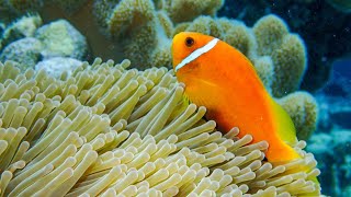 Diving in The Maldives - North Male Atoll