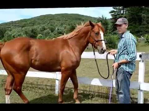 YouTube video about: How to teach a horse to sidepass?