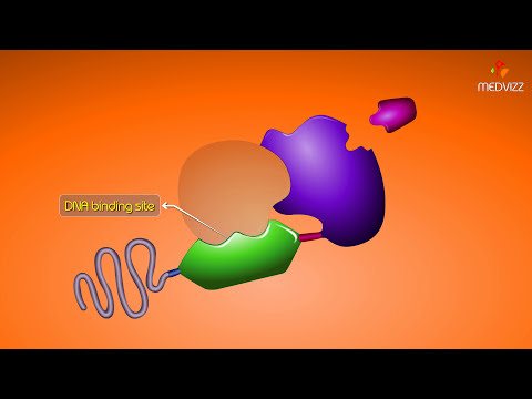 How Intracellular Receptors Regulate Gene Transcription - Animation