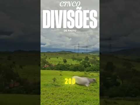 FAZENDA 29 ALQ PB GO