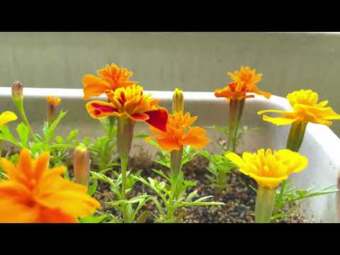 マリーゴールドの花、マリーゴールドの花