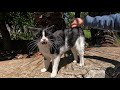 Tuxie The Cat Had A Lot To Tell Us Today