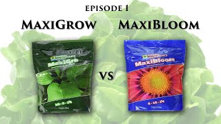 MaxiGrow vs MaxiBloom (Lettuce) EP1 | MarsHydro FC-3000
