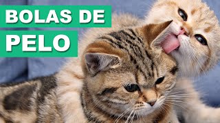 Bolas de Pelo - Dicas Veterinárias