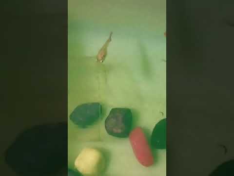 I BOUGHT A NEW GUPPIES