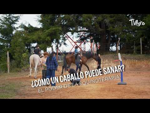 ¿Cómo un Caballo Puede Sanar? El Poder de la Equinoterapia- TvAgro por Juan Gonzalo Angel