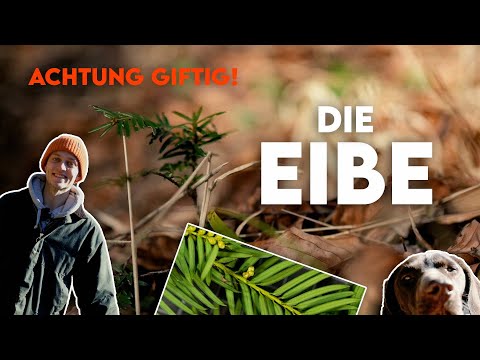 50 grams are deadly! The yew tree - Forestry explained